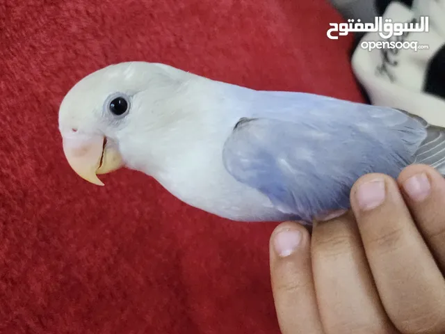 روز اليف لون مميز