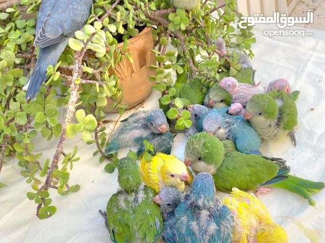 ببغاء الكويكر المتكلم
