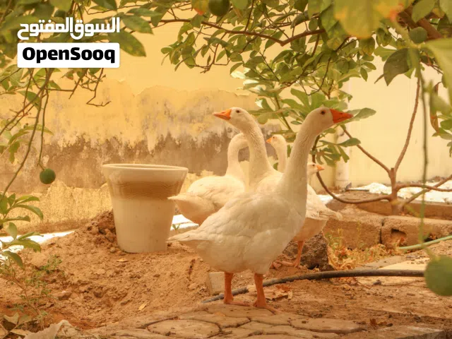 إوز ممتاز للبيع منتج وأحجام مختلفة