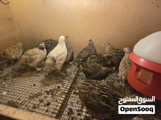 سمان عمر شهرين بياض