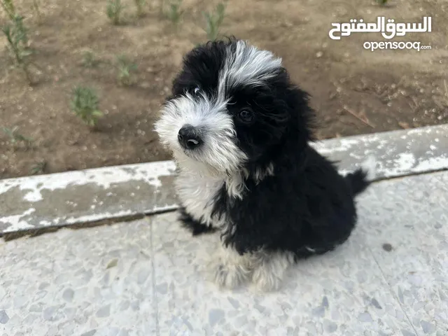 "His name in "oreo