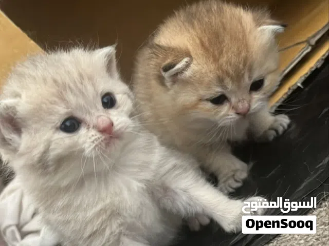 متوفر قطط سكوتش للبيع عمان