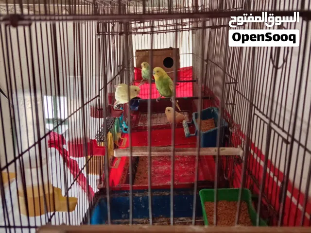 3زواج حب للبدل على زوج كنار