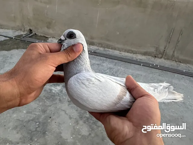 طيوور حمام للبيع بسعر مناسب تنظيف سطح