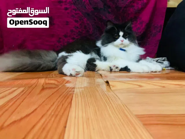 metured adult female cat ready for breading