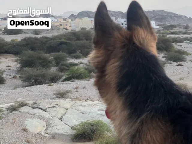 جيرمن انثى كنج سايز اصل بيور