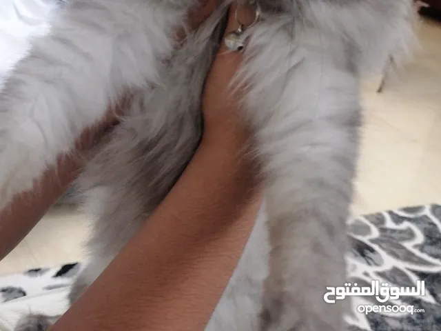 قطط للبيع عمرهم سنتين
