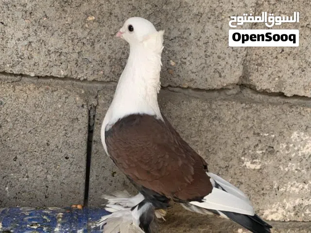 طيور للبيع