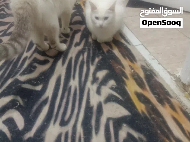 قطة شيرازي روسي بيضاء بيور 21 شهر