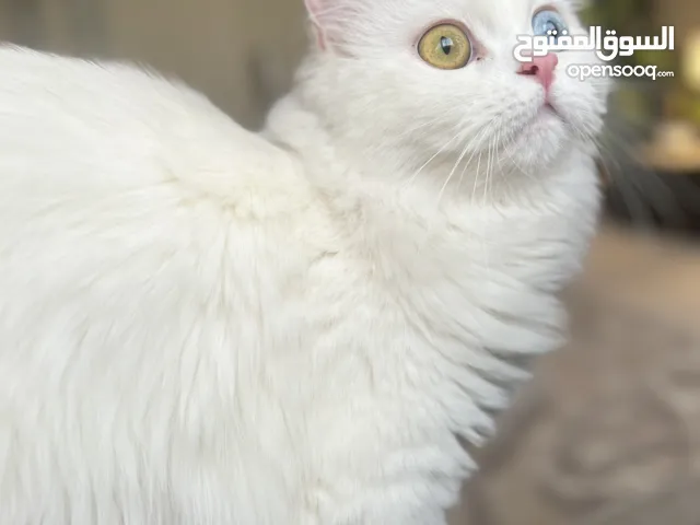 Turkish angora cat قطط تركي