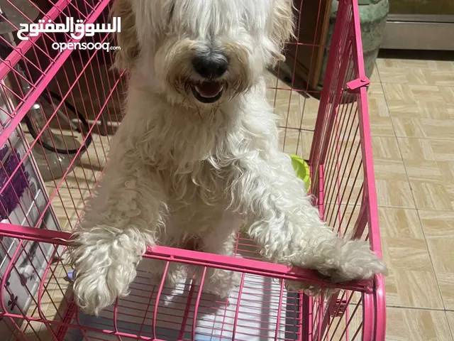 كلب ملتيبو للبيع العمر 8 شهور