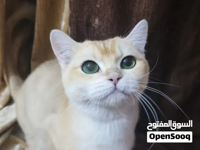 سكوتش فولد و برتش