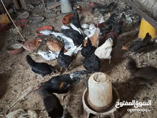 دجاج بلدي وديوك بلدي للبيع