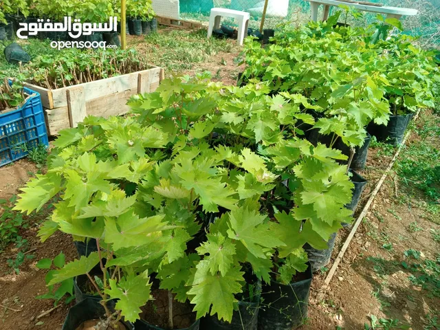 اشتال عنب بلدي وشامي للبيع
