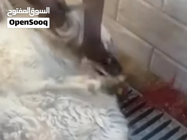 لحام لا ذبح الاضاحي
