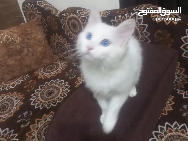 قطة بيضاء تركية