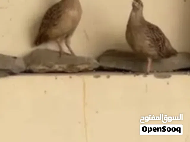 صفارد باكستانيه الوصف