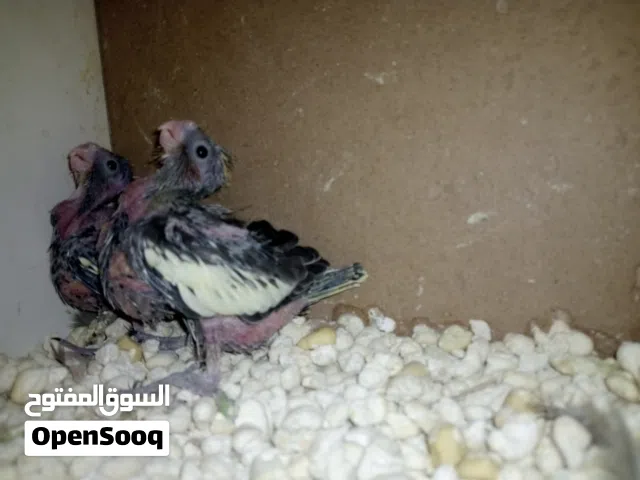 افراخ كوكتيل زق يدوي للبيع 15الواحد