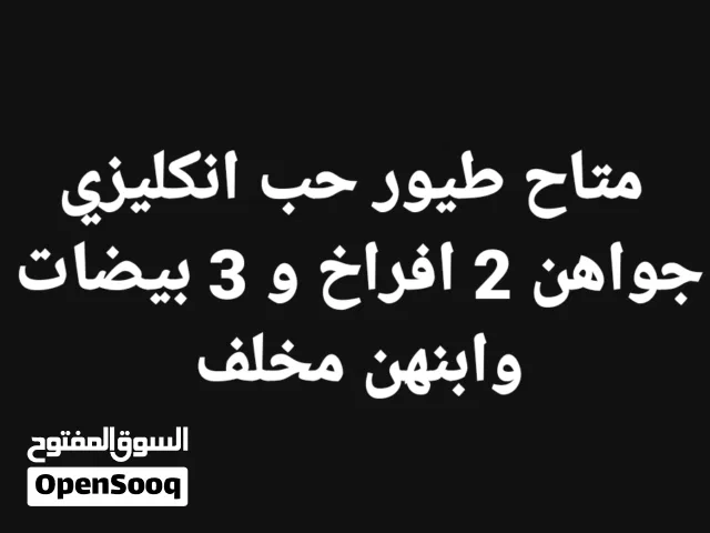 متاح انكليزي جواهن فرخ