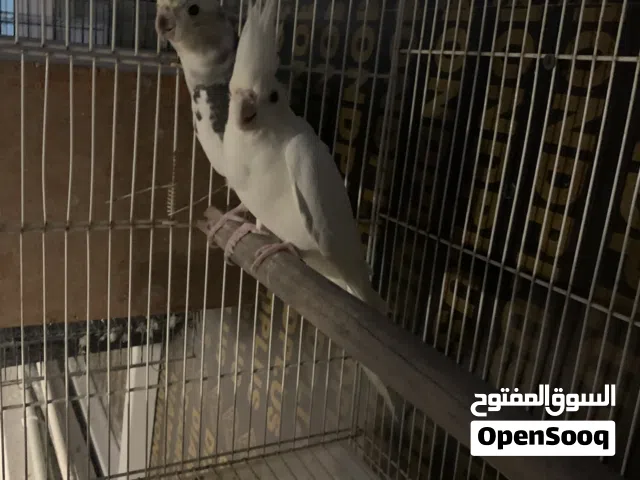 للبيع زوج ببغاء كوكتيل التفاصيل في الوصف الحق قبل لا يروح قااااااابل للتفاوض من حقك تعاااااااااين