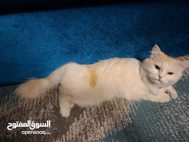 قطه للتبنى شرازي عمر سنه وست شهور   العنون فيصل شارع التلاتيني مدان الساعه  تلفون