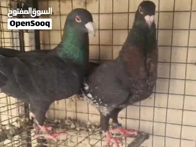 حمام زينه هومر شمسي فانتيل الصفاقي بحريني تركي دبل كريست