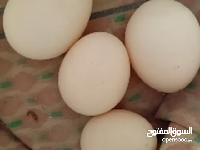 بيض بط بلدي سعر البيضه50 قرش والبيع في عجلون عبين