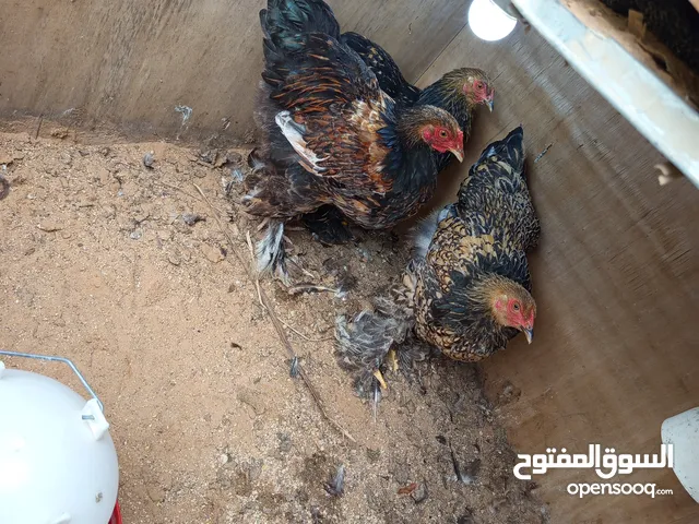 دجاج بارهمي