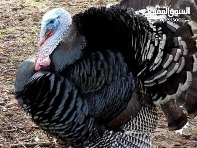 ديك حبش للبيع