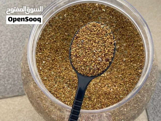 بذر قت انتاج ولاية سمائل 2025
