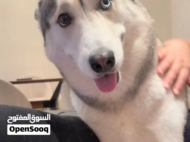 كلب هاسكي للتبني
