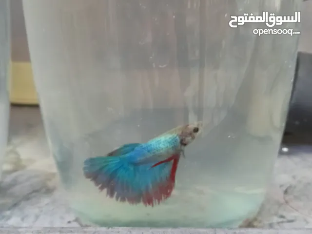 سمك فايتر تك ب5