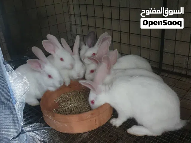 سعر بلاش أقرا المزيد