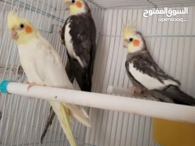 طيور زينه للبيع للتواصل جنه ..كوكتيل ..كنارات .حساسين نوعيات ممتازه