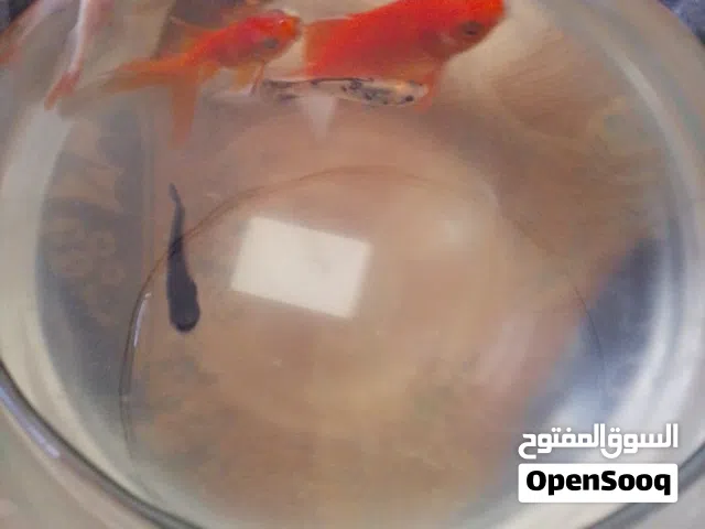 6 سمكات للبيع