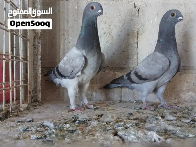 مخاليف هومرات كشامرة وعمريات اقرأ الوصف