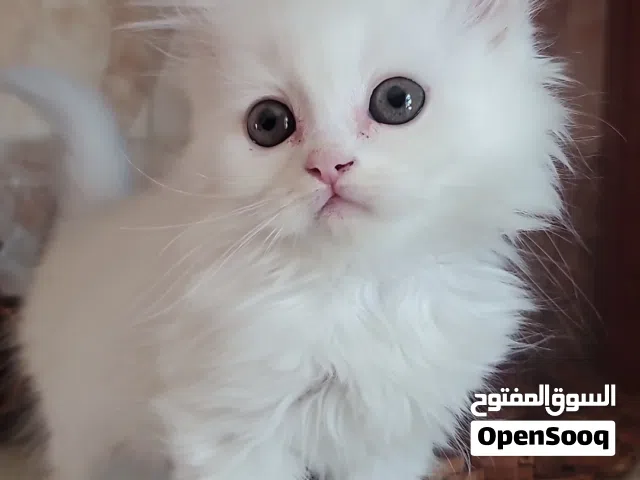 قطة شيرازي بيضاء (كيتن مون فيس)