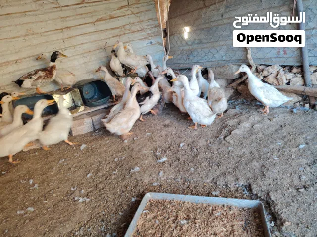 بط للبيع بسعر حرق