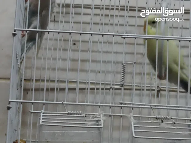 للبيع زوج طير هند الوان مميزة واحجام طيبة