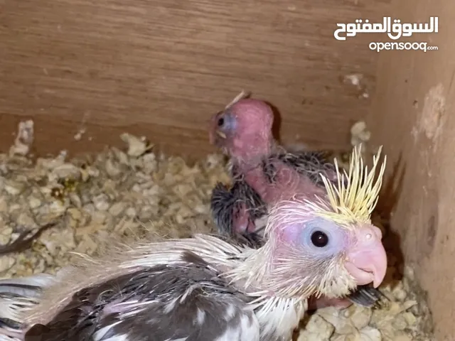 فروخ كوكتيل حبه 250