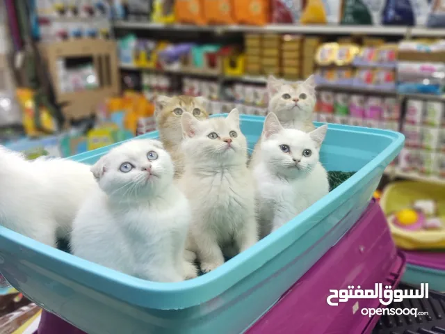 قطط سكوتش فولد وستريت وسيلفر وجولدن العمر 60يوم