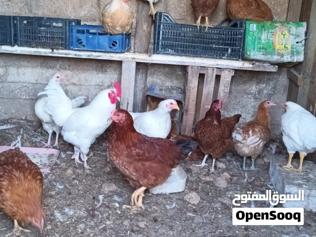 فراخ لوهمان
