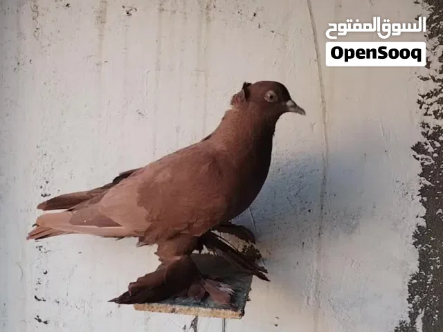 بيع حمام راعبي مخاليف خوان بطن وحدة بالريشة الخامسة