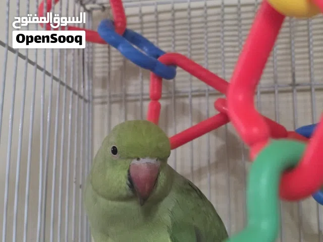 متو بصحة ممتازة مع قفص العمر 8 شهور نهاية نهايتها 20