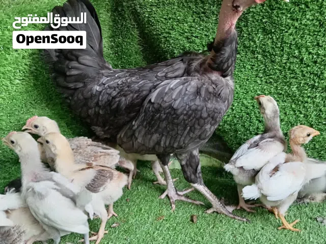 السلام عليكم متاح دجاجه ام ركيبه وراها 13 تك سته ابو ركيبه وسبعه عادي عمر ازيد من شهر س 80