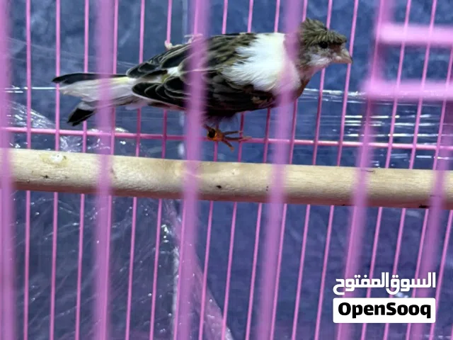 كناري ذكر كلوستر