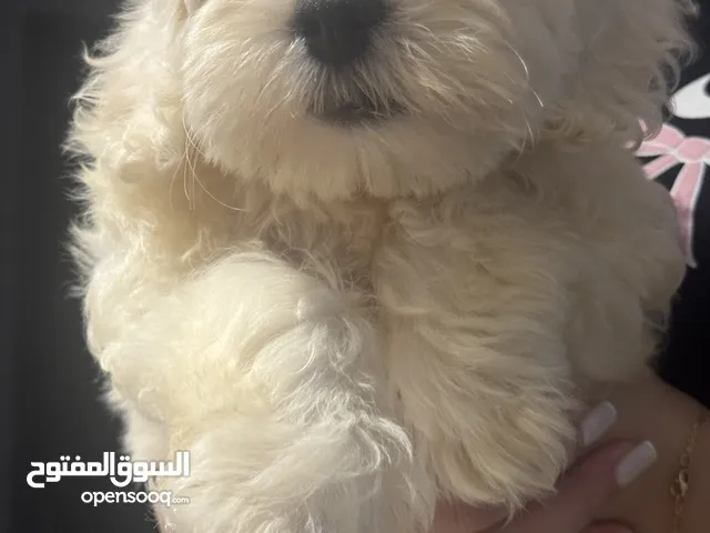 كلب انثى عمرها 3 اشهر مع دفترها لقاحاتها