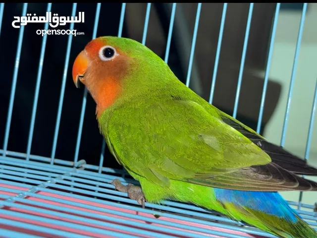 عصفور شيسر عمره 9 شهور حط سعرك المناسب مع القفص