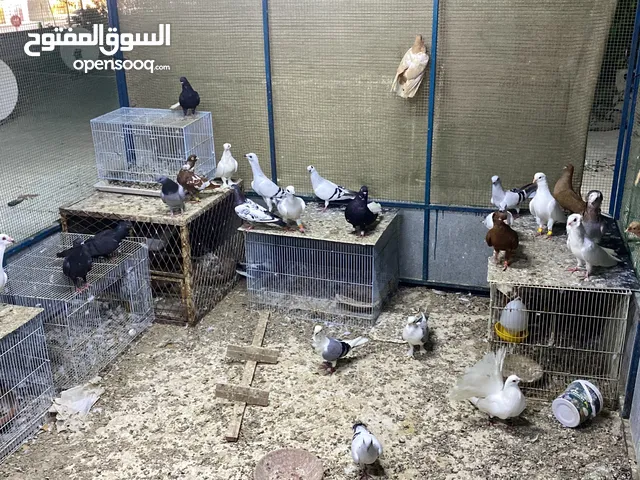 حمام مشكل