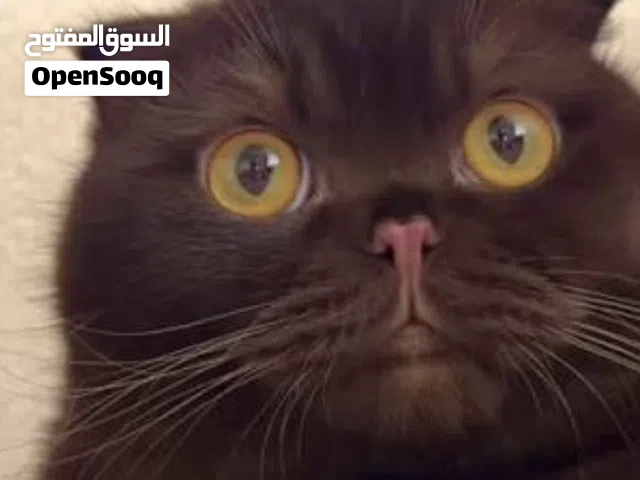 ذكر شوكليت فولد